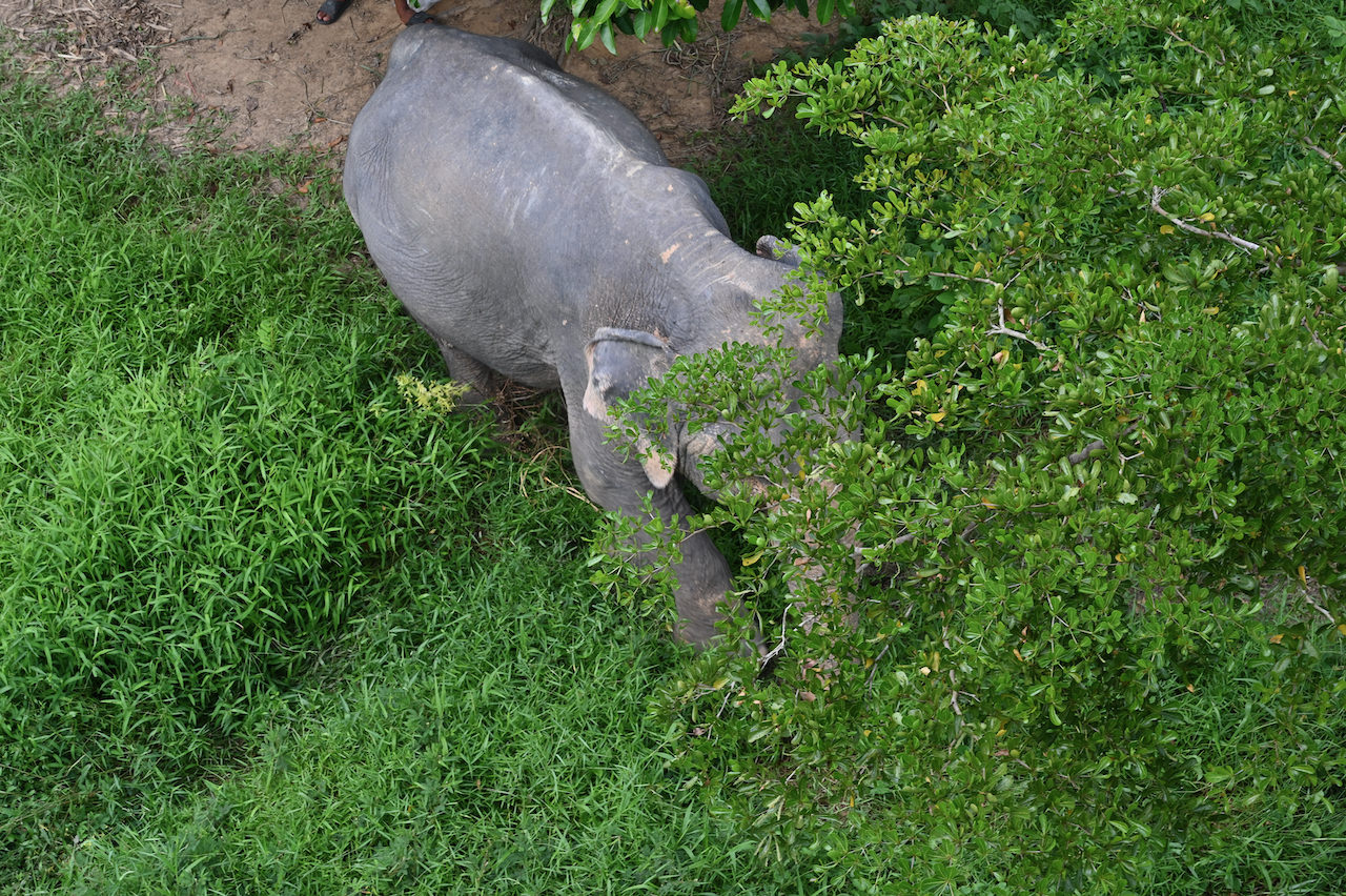Phuket Elephant Sanctuary Tour